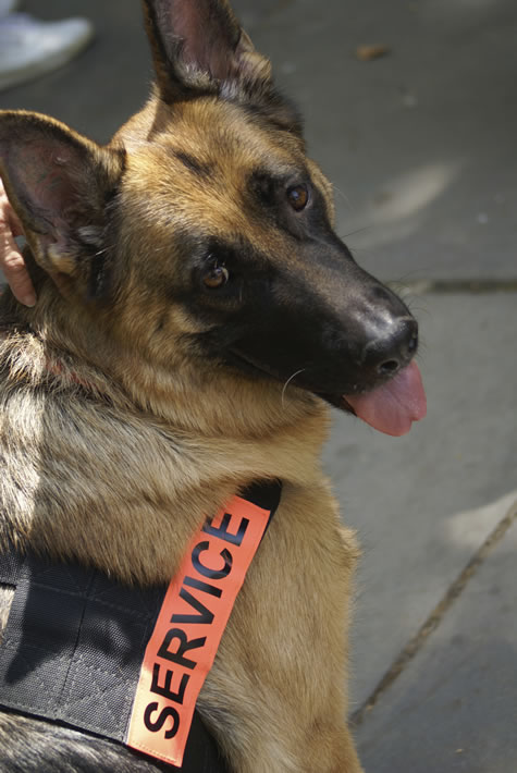 animalService